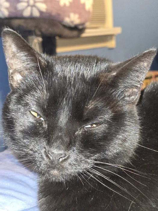 Arbor Valley Animal Clinic Picture 4