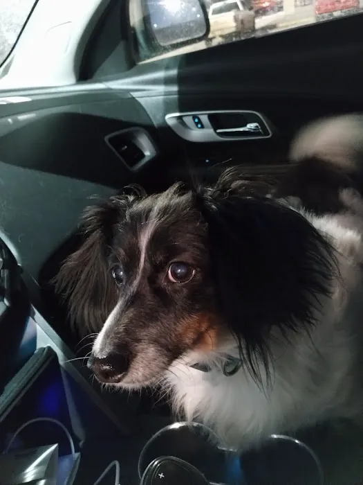 Arbor Valley Animal Clinic Picture 2