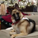 Arbor Valley Animal Clinic