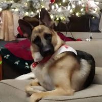 Arbor Valley Animal Clinic ico