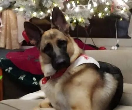 Arbor Valley Animal Clinic