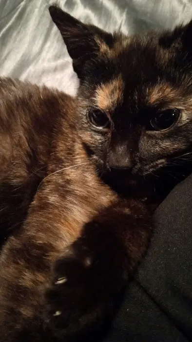 Arbor Valley Animal Clinic Picture 3