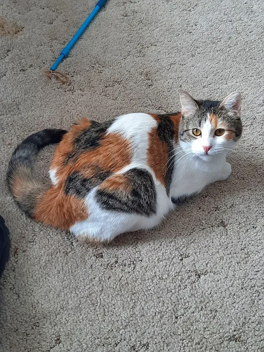 Arbor Valley Animal Clinic Picture 5