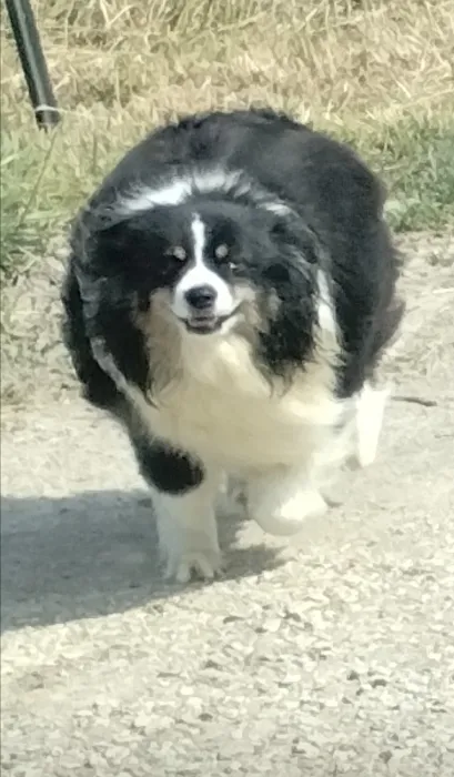 Arbor Valley Animal Clinic Picture 7