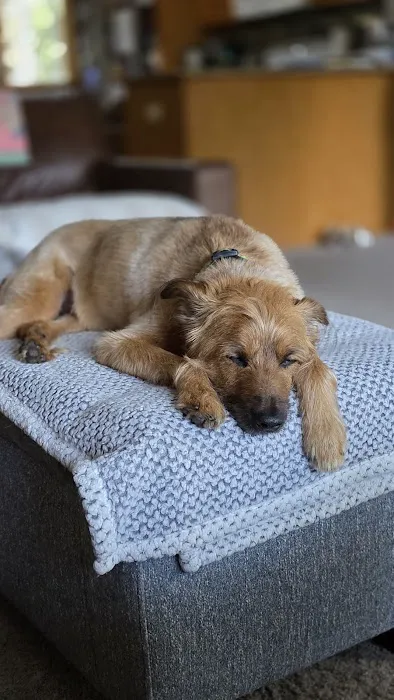 Arbor Valley Animal Clinic Picture 6