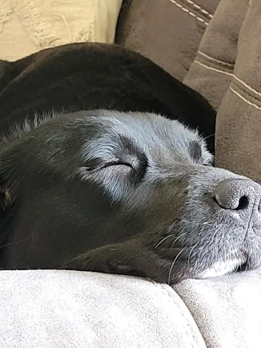 Animal Hospital of Nebraska City Picture 2