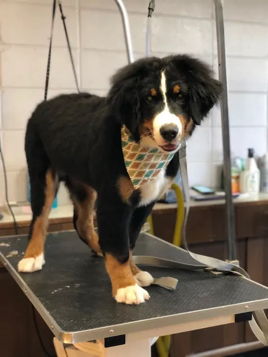 Animal Hospital of Nebraska City Picture 4