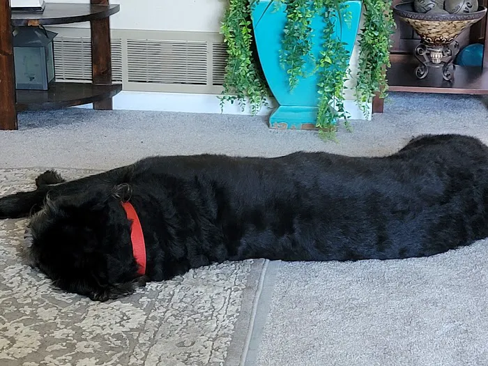 Animal Hospital of Nebraska City Picture 5