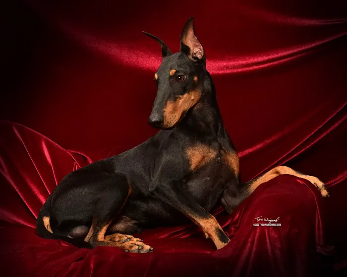 Animal Hospital of Nebraska City Picture 10