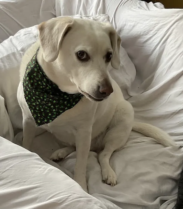 Lubben Veterinary Service, LLC Picture 1