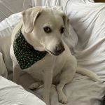 Lubben Veterinary Service, LLC