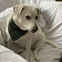 Lubben Veterinary Service, LLC ico