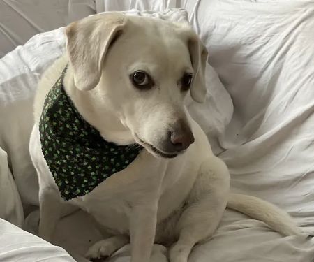 Lubben Veterinary Service, LLC