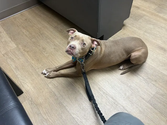 The Animal Clinic of Kearney Picture 4