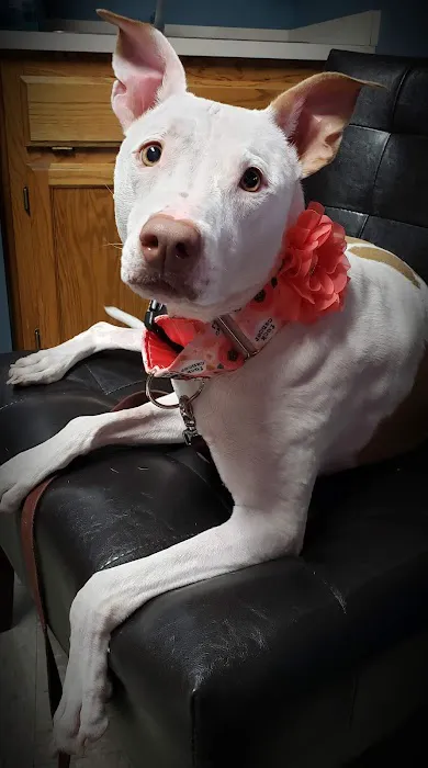 The Animal Clinic of Kearney Picture 2