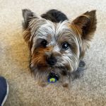 The Animal Clinic of Kearney