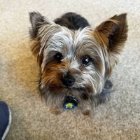 The Animal Clinic of Kearney ico