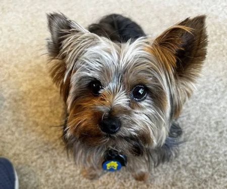 The Animal Clinic of Kearney