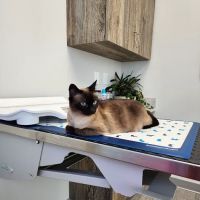 Harmony Hill Animal Hospital ico