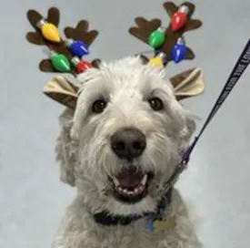 Harmony Hill Animal Hospital Picture 4