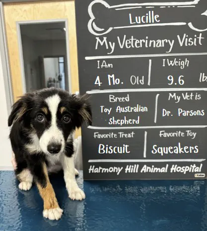 Harmony Hill Animal Hospital Picture 9