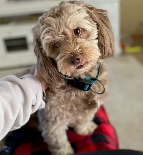 Harmony Hill Animal Hospital Picture 7