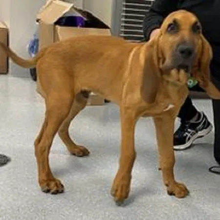 Harmony Hill Animal Hospital Picture 10