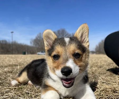 Long Veterinary Clinic