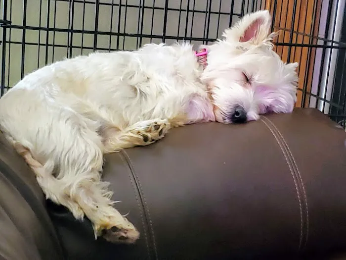 Long Veterinary Clinic Picture 3