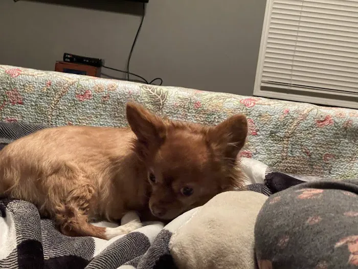 Long Veterinary Clinic Picture 7