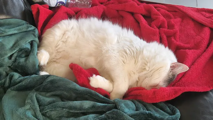 Long Veterinary Clinic Picture 10