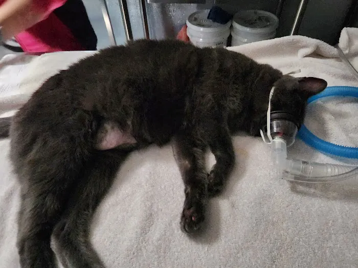 Long Veterinary Clinic: Gundei Adam M DVM Picture 1