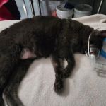 Long Veterinary Clinic: Gundei Adam M DVM