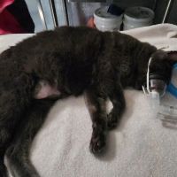 Long Veterinary Clinic: Gundei Adam M DVM ico