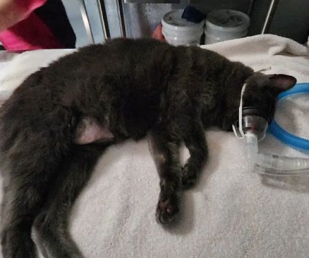 Long Veterinary Clinic: Gundei Adam M DVM