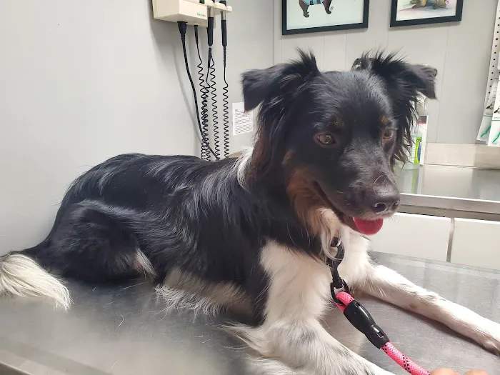 Long Veterinary Clinic: Gundei Adam M DVM Picture 3