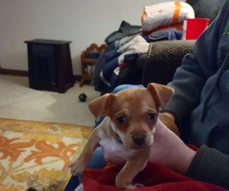 Taylor Animal Hospital Of Smithville