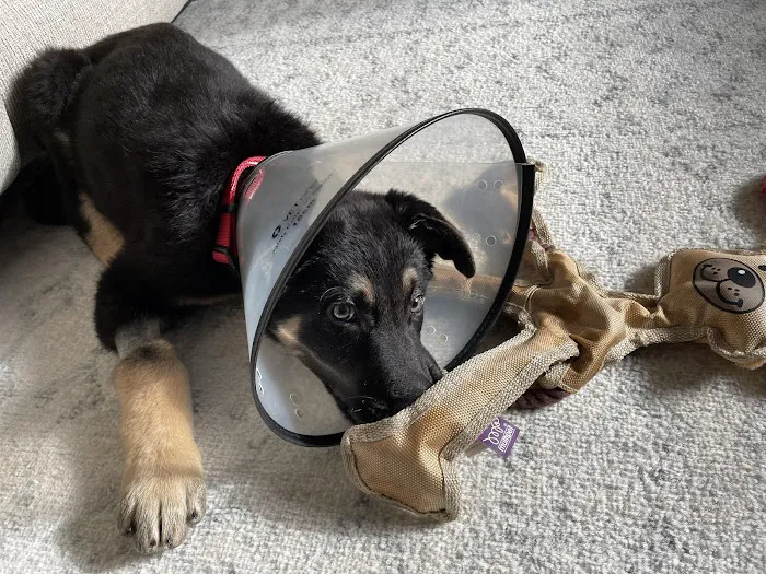 Taylor Animal Hospital Of Smithville Picture 2