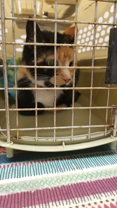 Brisbane Veterinary Services Picture 1