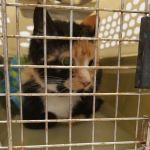 Brisbane Veterinary Services