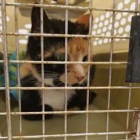 Brisbane Veterinary Services ico