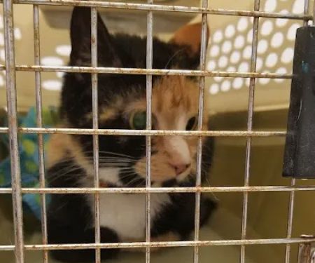 Brisbane Veterinary Services