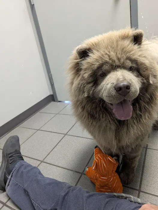 Brisbane Veterinary Services Picture 4