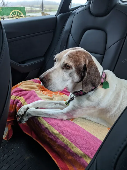 Brisbane Veterinary Services Picture 2