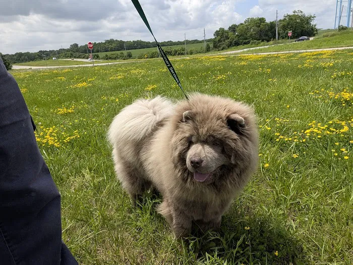 Brisbane Veterinary Services Picture 5