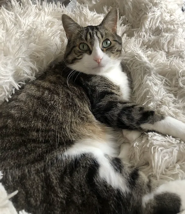 Brisbane Veterinary Services Picture 3