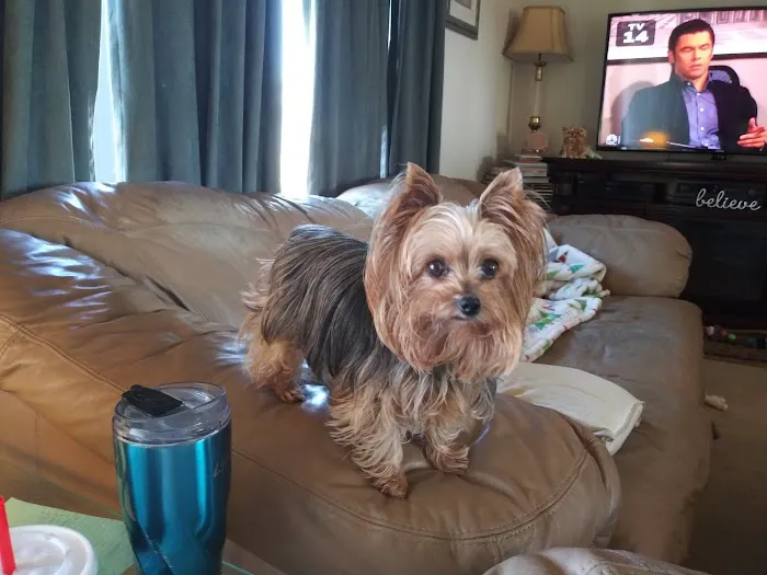 Brisbane Veterinary Services Picture 6