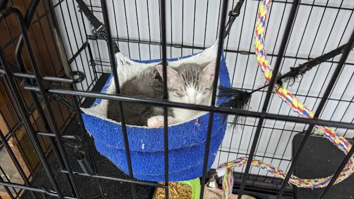 Brisbane Veterinary Services Picture 8