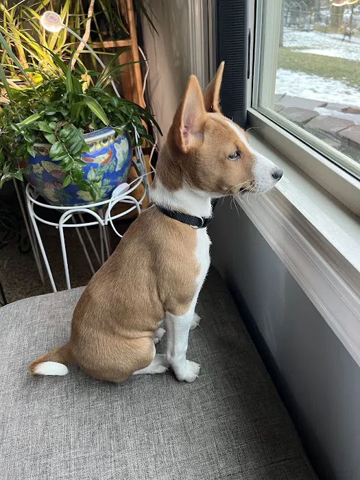 Brisbane Veterinary Services Picture 9