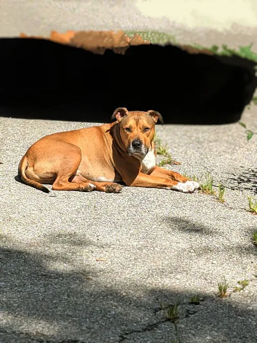 Brisbane Veterinary Services Picture 10